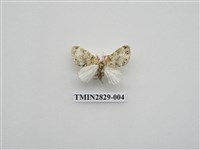 藏品(尺蛾520)的圖片